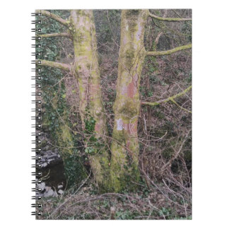 Spegel Träd anteckningsbok