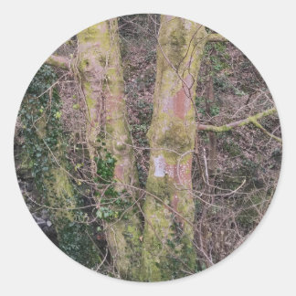 Spegel Träd Sticker Runt Klistermärke
