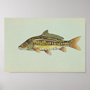 Spegelcarp Poster