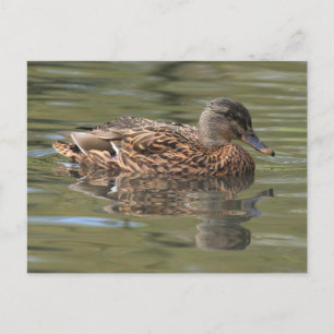 Speglat vykort för Mallard