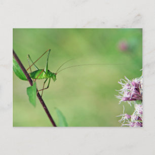 Spekled Bush-Cricket (Leptophyes punctatissima) Vykort