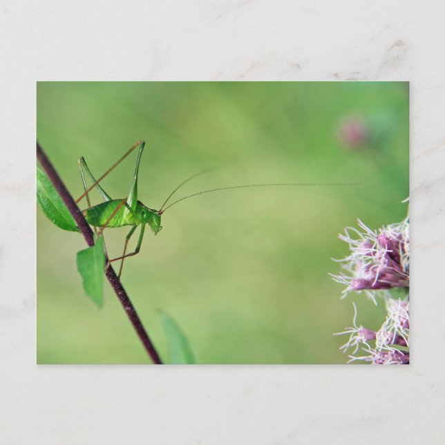Spekled Bush-Cricket (Leptophyes punctatissima) Vykort (Framsida)