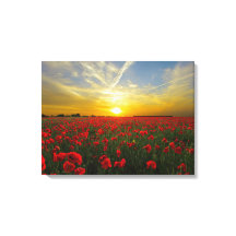 spektakulära rödpoppor