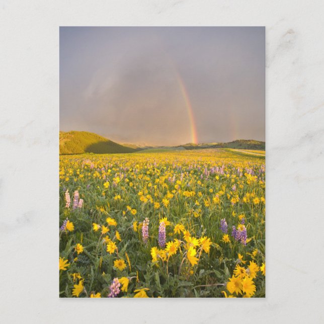 Spektakulärt ängsskugga av vilda blommor vid solup vykort (Framsida)