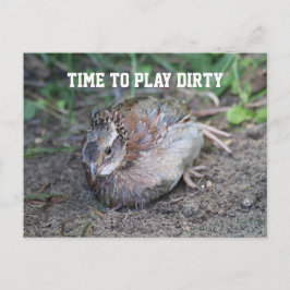 Spela Dirty, Bob White Quail... Ta en smutsig bath Vykort