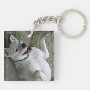 Spela Dogo Argentino