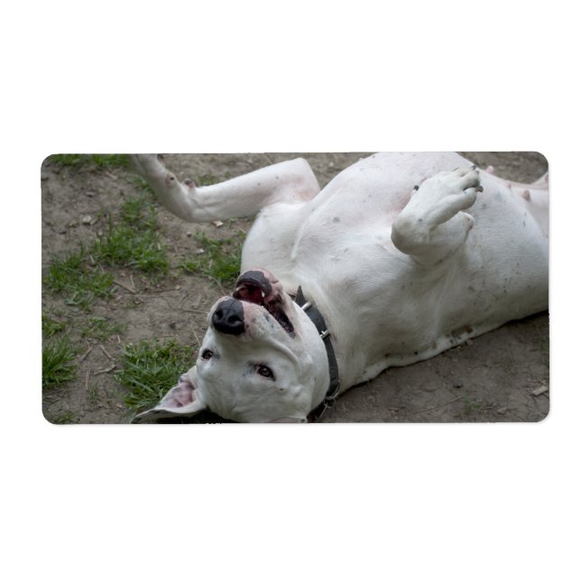 Spela Dogo Argentino Fraktsedel (Framsidan)