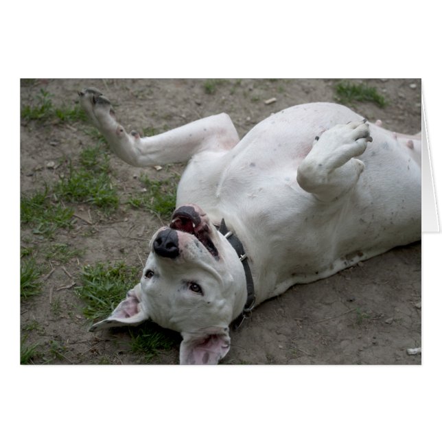 Spela Dogo Argentino OBS Kort (Framsidan Horizontal)