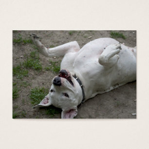 Spela Dogo Argentino Visitkort