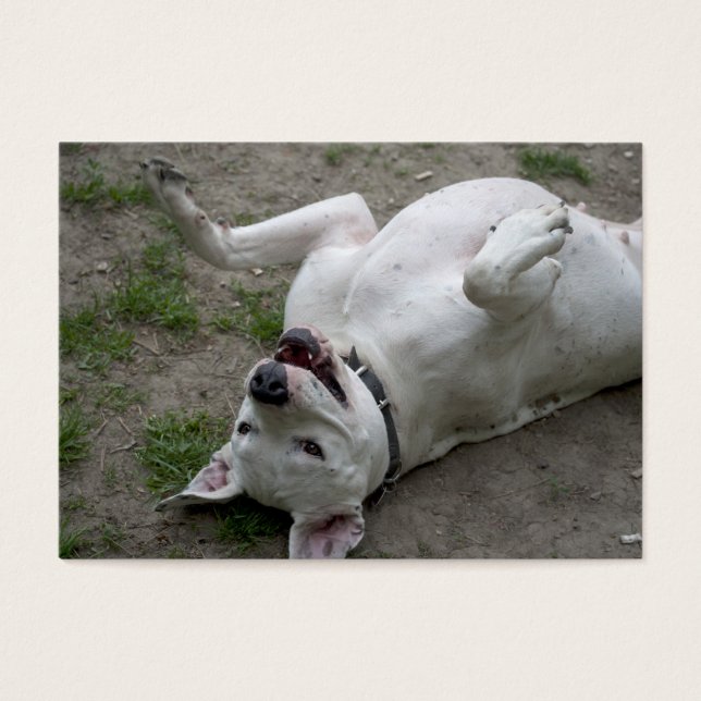 Spela Dogo Argentino Visitkort (Framsidan)