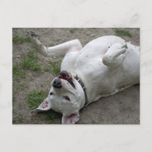 Spela Dogo Argentino Vykort
