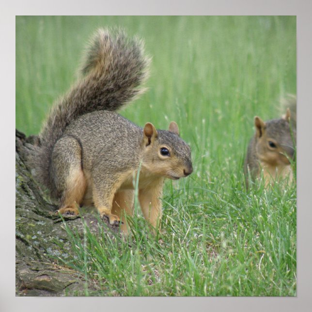 Spela ekorrar poster (Framsidan)