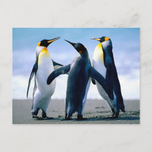 Spela Penguins Vykort
