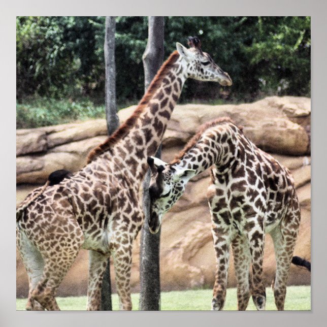 Spela upp Giraffes-utskrift Poster (Framsidan)