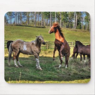 Spela upp målartallion och Sorrel Mare Equine Phot Musmatta