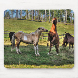 Spela upp stift och sorrel Mare Equine Photo Musmatta