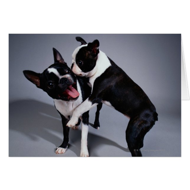 Spelande Boston Terriers Hälsningskort (Framsidan Horizontal)