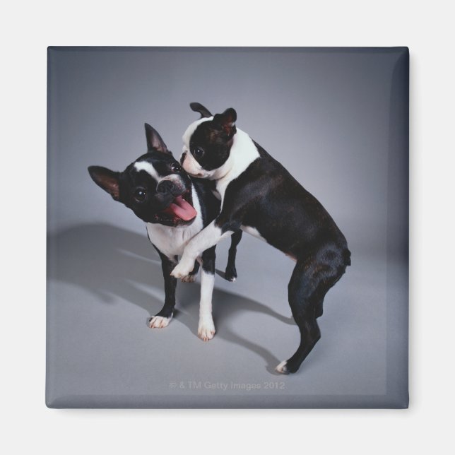 Spelande Boston Terriers Magnet (Framsidan)