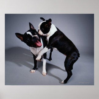 Spelande Boston Terriers Poster