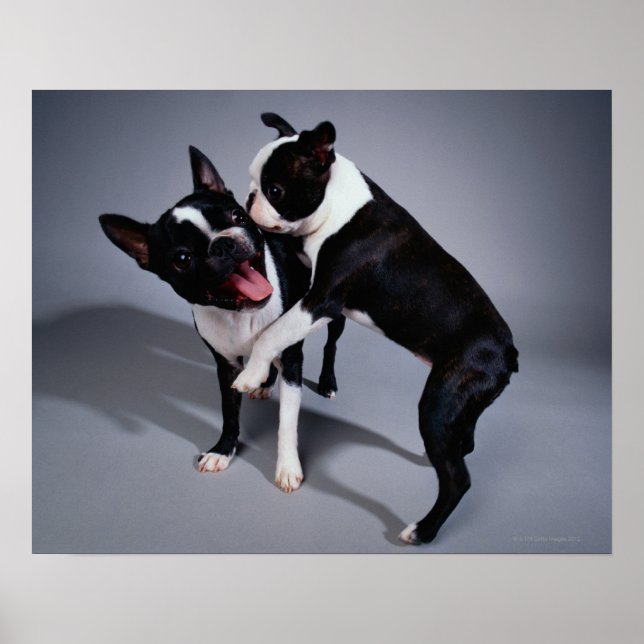 Spelande Boston Terriers Poster (Framsidan)