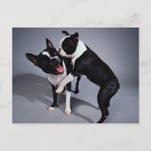 Spelande Boston Terriers Vykort