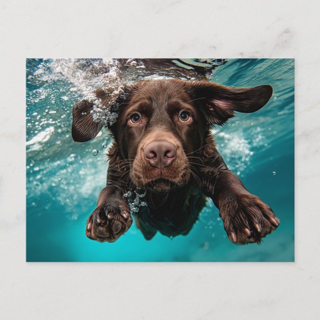 Spelande Chocolate Labrador Swimming Underwater Vykort (Framsida)