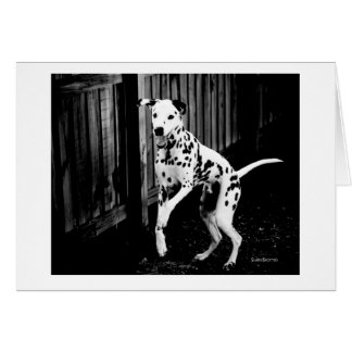 Spelande Dalmatiskt kort