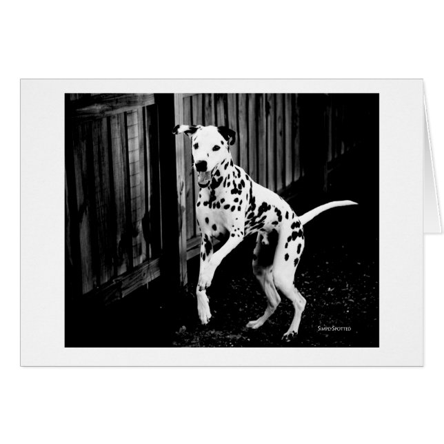 Spelande Dalmatiskt kort (Framsidan Horizontal)