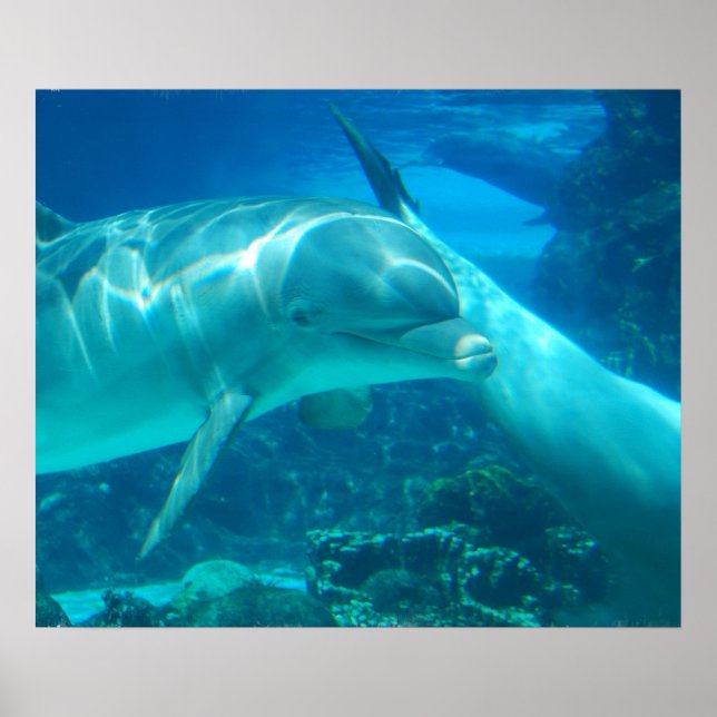 Spelande delfiner Poster (Framsidan)