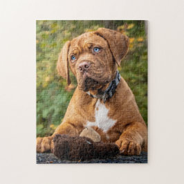 Spelande Dogue de Bordeaux Puppy Hund Pussel