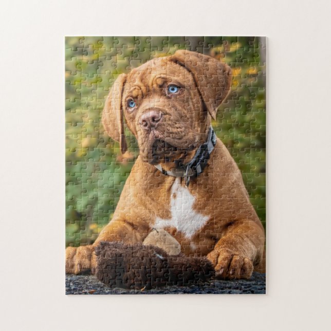 Spelande Dogue de Bordeaux Puppy Hund Pussel (Vertikal)