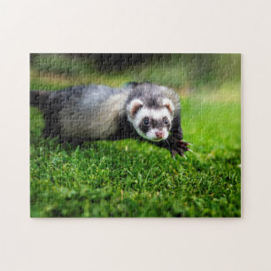 Spelande Ferret nära, Jigszons Puzzle Pussel