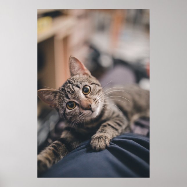 Spelande fotoutskrift i Tabby katt Poster (Framsidan)