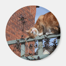Spelande Ginger Cat Magnet