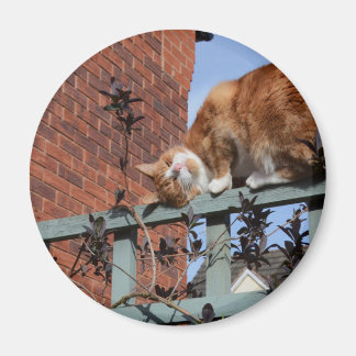 Spelande Ginger Cat Magnet