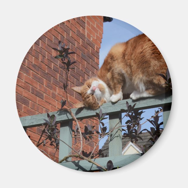 Spelande Ginger Cat Magnet (Framsidan)