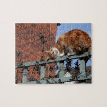 Spelande Ginger Cat