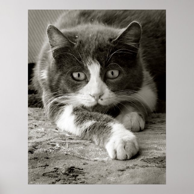 Spelande katt, svart och vitt poster (Framsidan)
