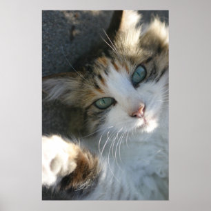 Spelande Kattunge Poster