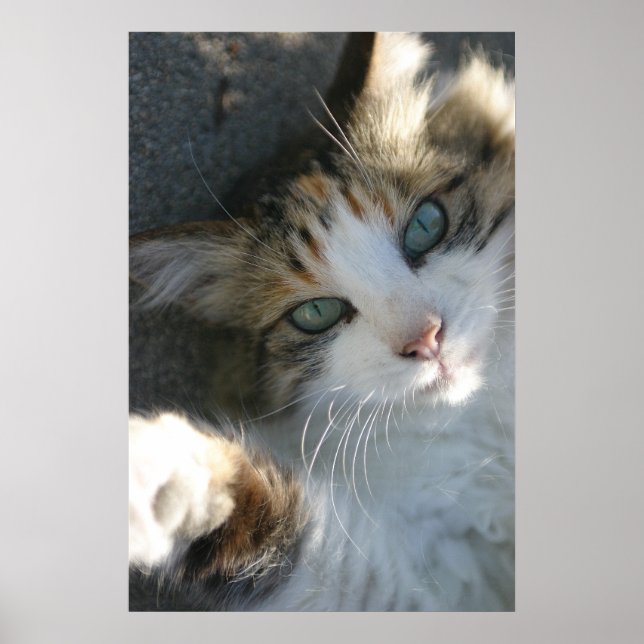 Spelande Kattunge Poster (Framsidan)
