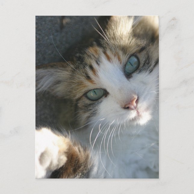 Spelande Kattunge Vykort (Framsida)