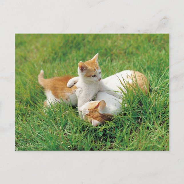 Spelande kattunge vykort (Framsida)