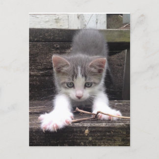 Spelande kute Kitten Vykort