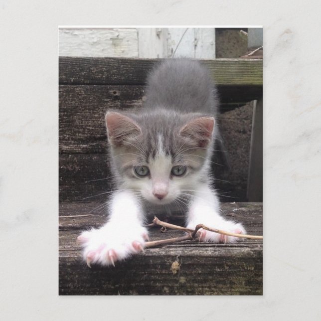 Spelande kute Kitten Vykort (Framsida)