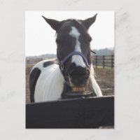 Spelande pigment Paint Horse