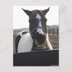Spelande pigment Paint Horse Vykort