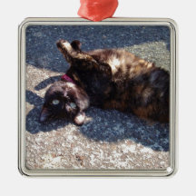 Spelande tortoiseshell-katt