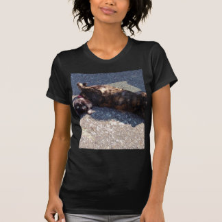 Spelande tortoiseshell-katt tröja