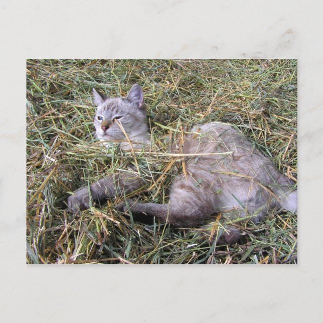 Spelar i Hay Vykort (Framsida)