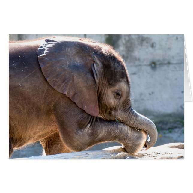 Spelar upp Baby Elephant Hälsningskort (Framsidan Horizontal)